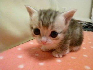 Create meme: adorable kittens, cute kittens