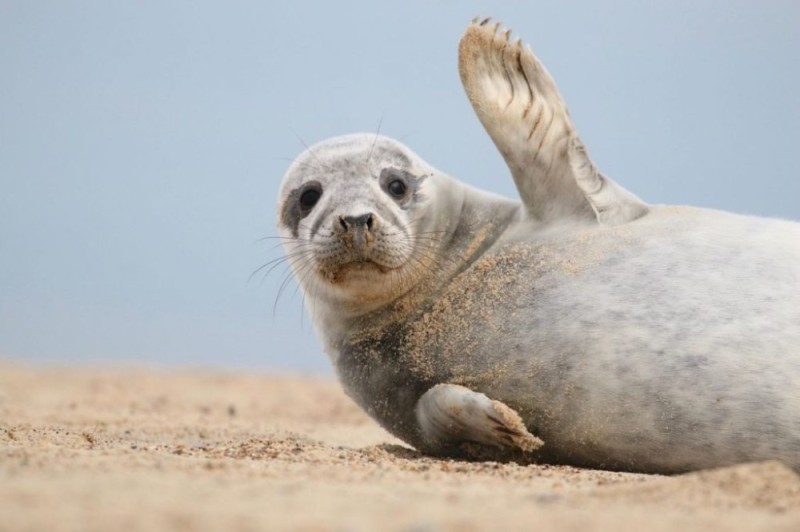 Create meme: cute seal, grey seal, seals