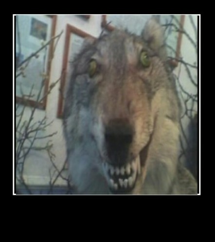 Create meme: stoned wolf meme, wolf meme, demented wolves