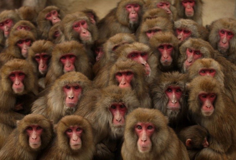 Создать мем: куча обезьян, толпа обезьян, японская макака