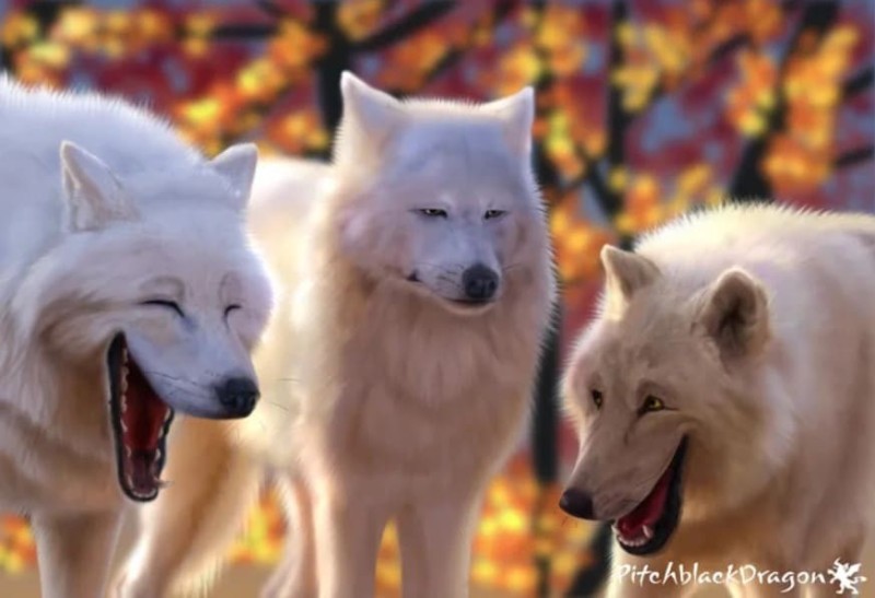 Create meme: Jon snow , laughing wolves, wolves white