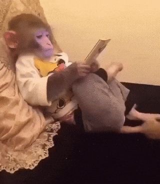 Создать мем: домашние обезьянки, обезьяна, обезьянки