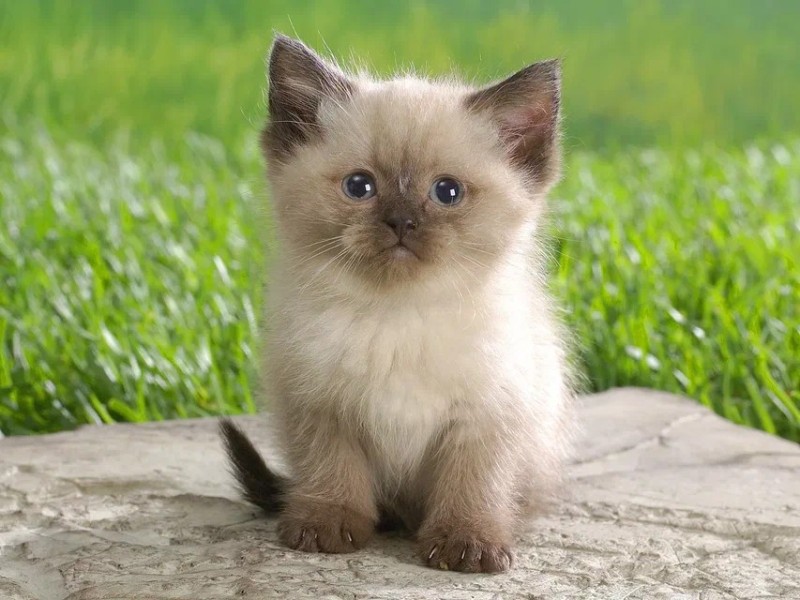 Create meme: cute kittens, cute cats , The kitten is beautiful