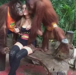 Создать мем: озабоченные обезьяны, орангутанг и девушка, прикол