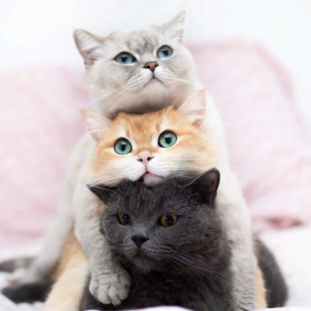 Создать мем: кошки милые, кот, три кота