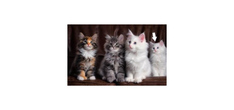 Create meme: Ragdoll and Maine Coon, maine coon breed, the Maine Coon cat