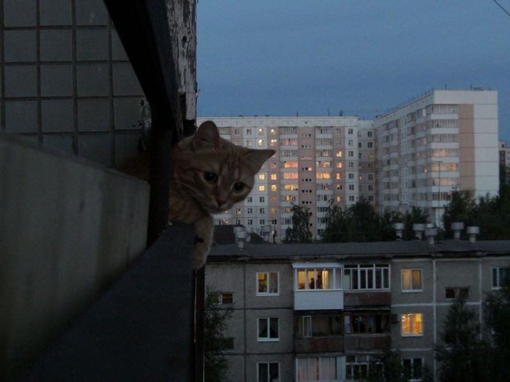Create meme: cat on the balcony in spring, cat on the balcony, cat