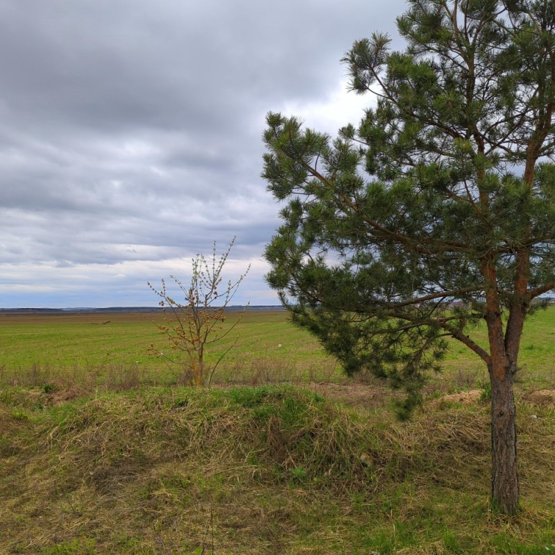 Create meme: pine tree, a lonely pine tree, tree landscape