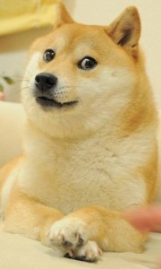 Create meme: Shiba inu doge, the breed is Shiba inu