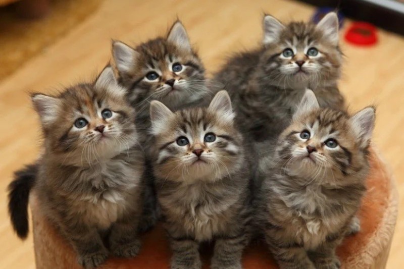 Create meme: siberian kittens, siberian kittens a lot, cat 