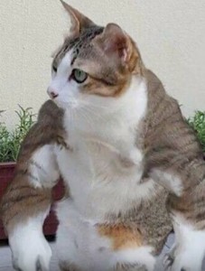 Создать мем: cat, кошачьи мемы, the cat