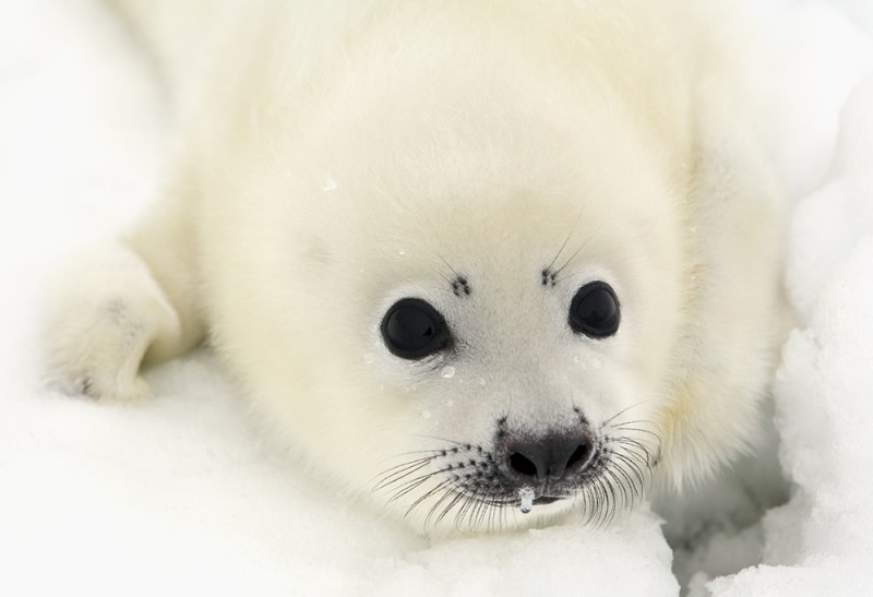 Create meme: greenland seal seal, white greenland seal, white navy seal