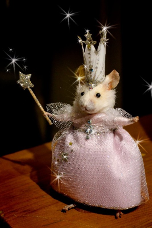 Создать мем: красивая мышка, крыса в платье и с волшебной, крыса с короной