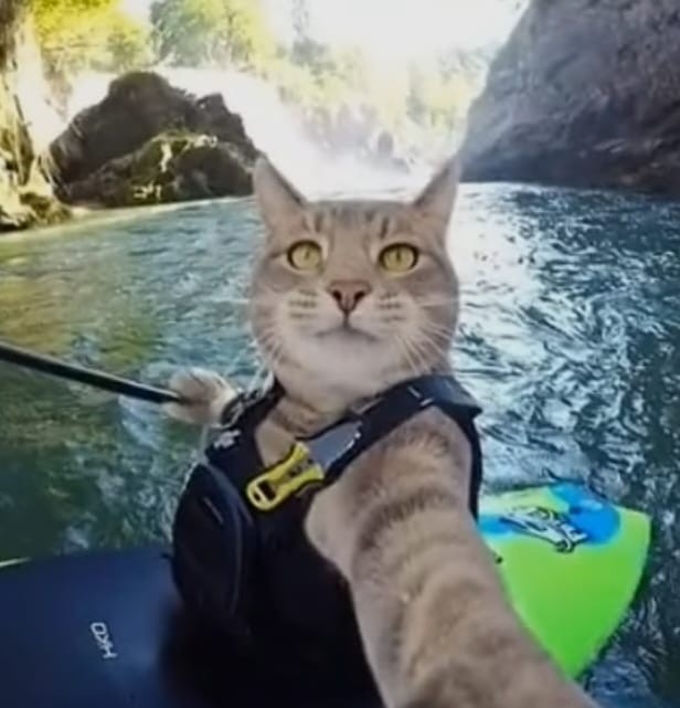 Create meme: animal selfies are funny, cat taking a selfie , cat 