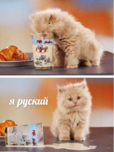 Create meme: Persian cat, about the cat, Cat