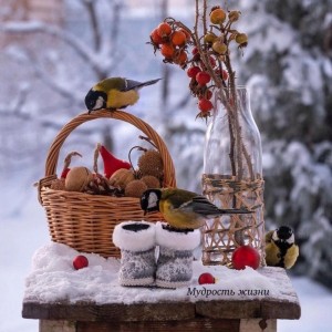 Create meme: feed the birds in winter, feed the birds, winter birds