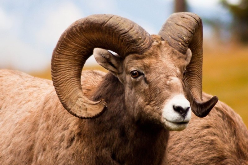 Create meme: animals cute, mouflon , mountain sheep