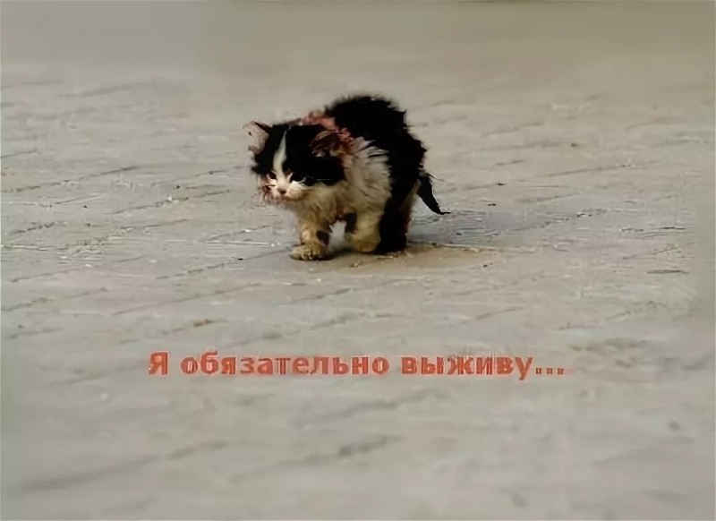 Create meme: I will definitely survive, I will survive the kitten, I will definitely survive