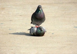 Create meme: pigeons doves, dove, funny pigeon