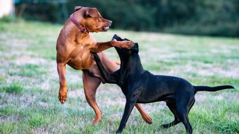 Create meme: dog fight, zwergpinscher breed, German pinscher