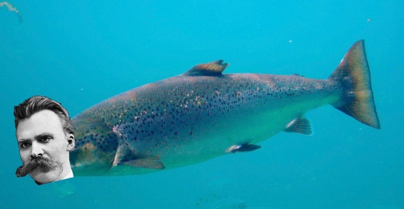 Create meme: chinook wild salmon, wild salmon, wild salmon