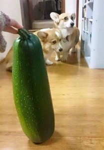 Create meme: hilarious dogs, dog tavern, zucchini funny pictures
