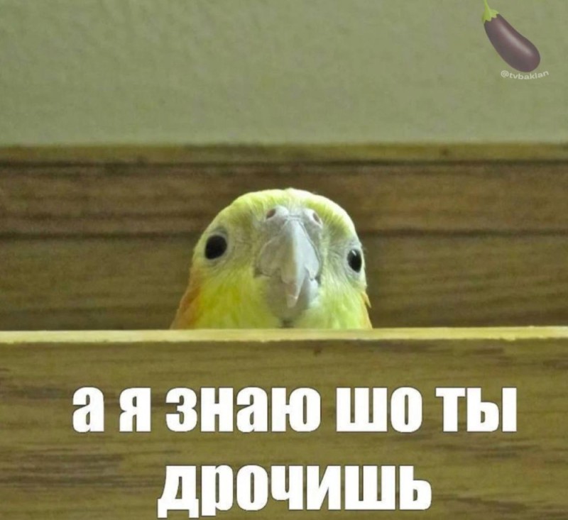 Create meme: fun with parrots, Corella parrot meme, memes about parrots