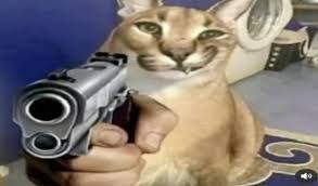 Create meme: cat with a gun, shelepa the cat, a cat with a machine gun