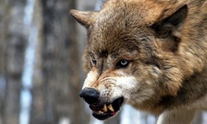 Создать мем: бешеный волк, животные волк, angry wolf photo