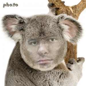 Создать мем: koala, животное коала, лысая коала
