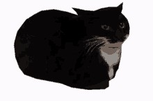 Создать мем: кот максвелл, maxwell cat, черный кот