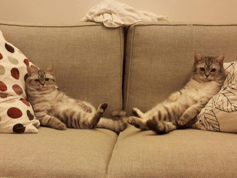 Create meme: cat on the couch, the cat is lying on the sofa, funny cats 