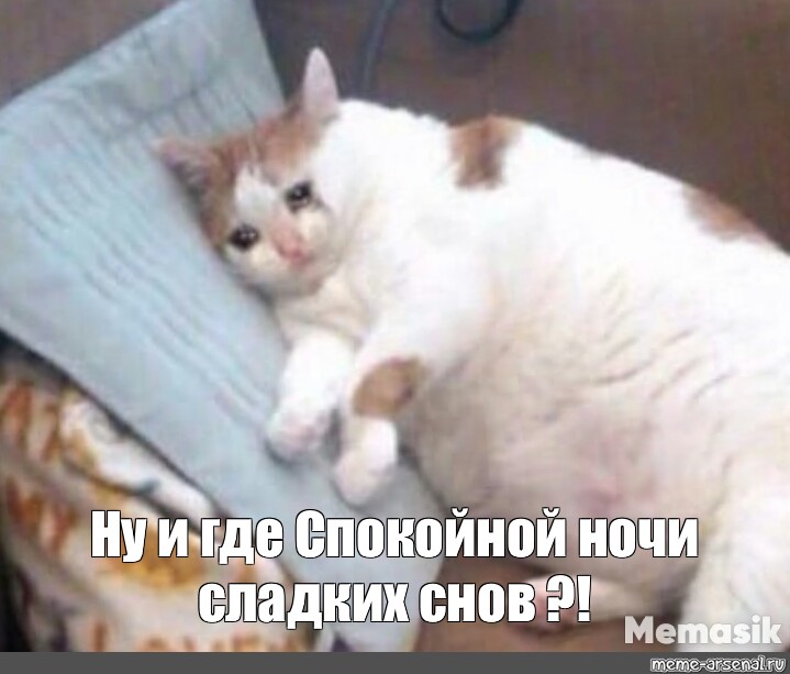Meme: "cats , fat cat is crying, crying cat" .