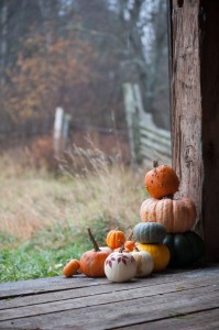 Создать мем: оранжевая тыква, осень хэллоуин, фотографии тыквы красивые