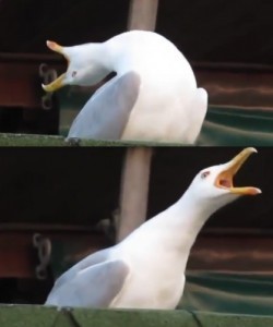 Создать мем: орущая чайка мем, орущая чайка, кричащая чайка мем