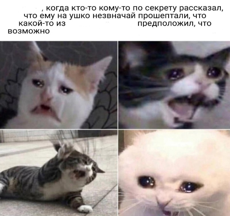 Create meme: meme crying cat, memes are fun , memasuki funny