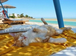 Create meme: cat on the beach