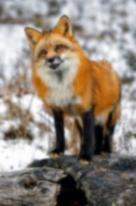 Создать мем: лиса лиса, лисица, обыкновенная лисица