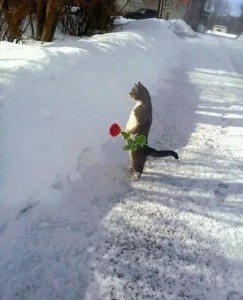 Create meme: well, where is spring, where is spring, snow cat