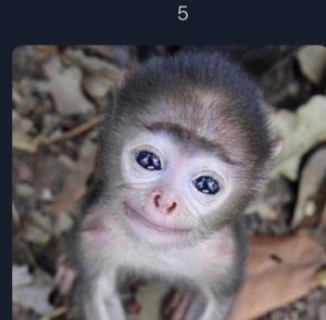 Создать мем: голубоглазая обезьяна, домашние обезьянки, baby monkey