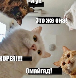 Создать мем: наташины котики мемы, мем с котами наташа, котик