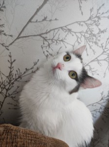 Создать мем: белая кошка, зеленоглазый белый кот турецкая ангора, пушистый