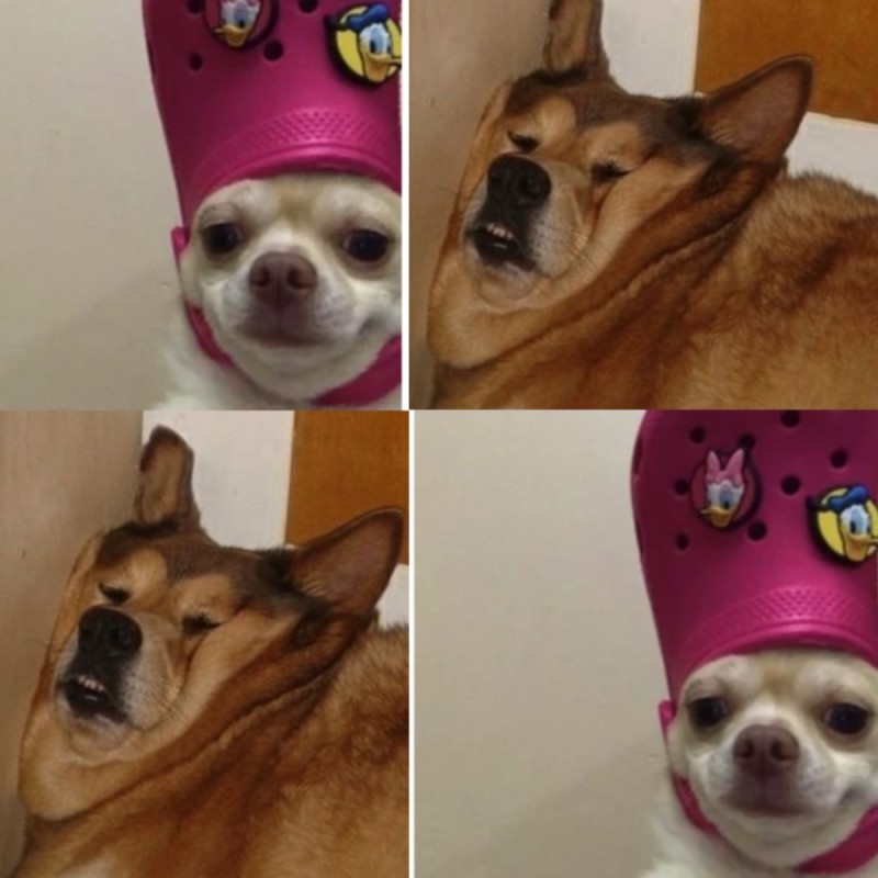 Создать мем: смешные животные, уставшая собака мем, мемы с собаками