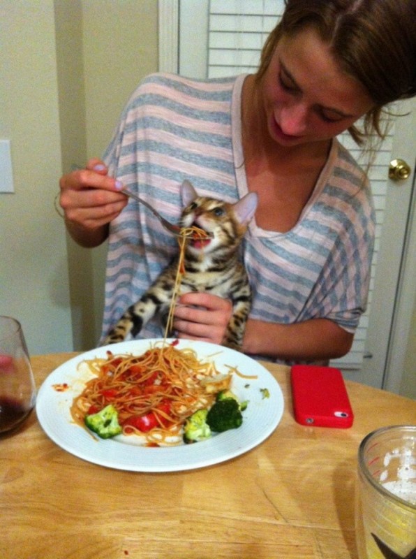 Create meme: cat fed spaghetti, cat , cat fed with a spoon