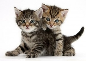 Create meme: kittens of different breeds, tabby, tabby cat