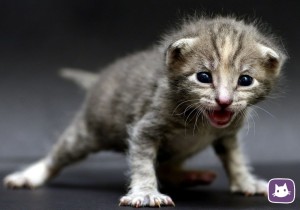Create meme: adorable kittens, cat meows, grey kitten