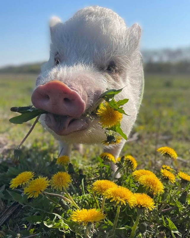 Create meme: mumps , joyful pig, pig 