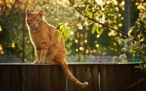 Create meme: red seals, red cat, red cat on the fence