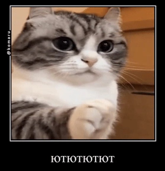 Создать мем: кот мем, кот в недоумении, котики смешные