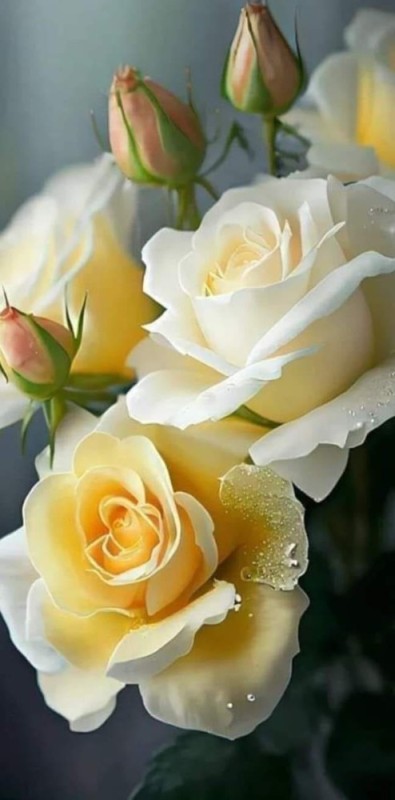 Create meme: cream roses , beautiful roses , white roses 